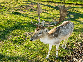 Wilde Rehe essen Gras