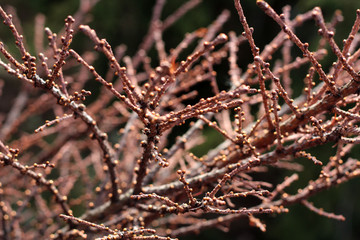 The first spring gentle leaves, buds and branches macro background