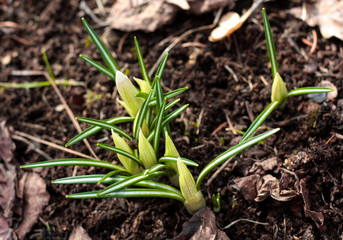 beautiful flowers in nature in the botanical garden