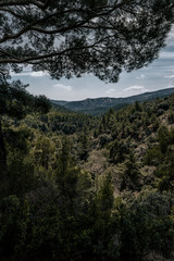 Obraz na płótnie Canvas green forest with mountains far away