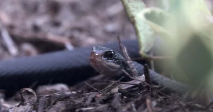 Southern Black Racer With It's Mouth Open, Florida, Close Up View, Central Florida, United States - DCi 4K Resolution