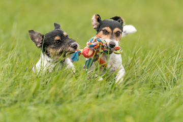 Two dogs run and play with a ball in a meadow. A young cute Jack Russell Terrier puppy with her bitch