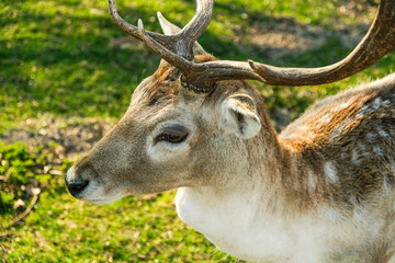 Obraz premium Wilde Rehe essen Gras