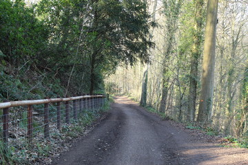 road in the forest
