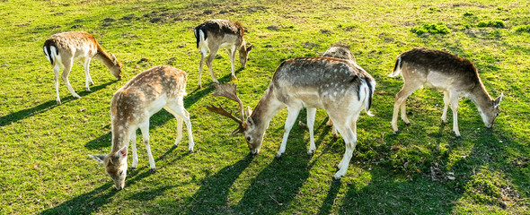 Wilde Rehe essen Gras © Simon Graphics