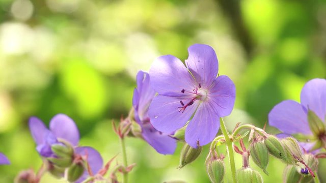 Geranium flowers, flowering, 4K puple geranium field