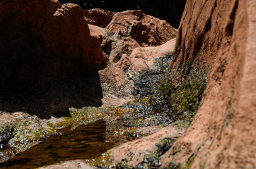 Natural forest floor Halabala National Park in southern Thailand