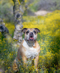 Portrait of a bulldog in the desert super bloom of yellow wildflowers
