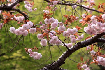 八重桜