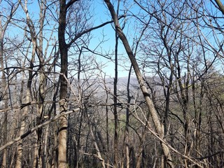 Liguria, Italy – 03/30/2019: An amazing caption of old and tall trees in a village near Genova in spring without leaves and some flowers on the high part of the plant, beautiful view to the houses and