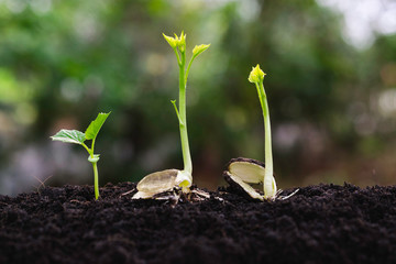 Young plants growing  from seed step up  in nature with The fertile soil.