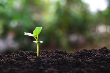 Young plants growing  from seed step up  in nature with The fertile soil.