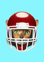An animal rights protection. Cat's head in red and white american football or sporty helmet against blue background. Pets deserve safety. Negative space. Modern design. Contemporary art collage.