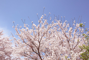 벚꽃