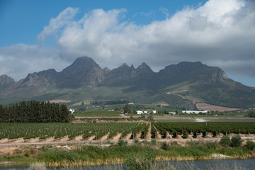 Fototapeta na wymiar Vineyards in the Stellenbosch region of the Western Cape
