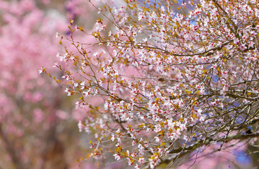 富士桜