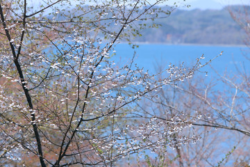 湖畔の桜