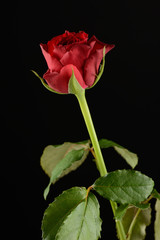 Rosa, planta sobre fondo negro