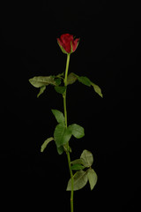 Rosa, planta sobre fondo negro