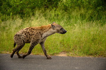 Spotted hyena strolling briskly down the road 