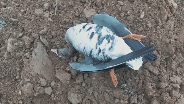 Dead goose on the ground. A good shot of the hunter. Concept of nature protection