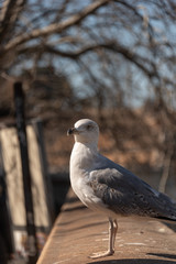 seagull on the wall with background of the city of Rome