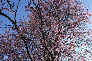 Kirschbaum Kirschblüte Zierkirsche vor blauem Himmel mit rosa Blüten