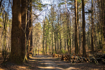 Obraz premium leśny krajobraz