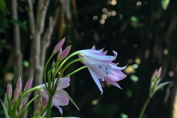 Beautifiul flower found in Kirstenbosch National Botanical Garden