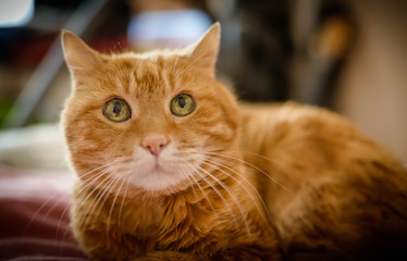 Adorable red cat. Selective focus.