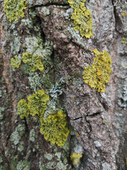 Wood texture with green moss closeup. Grunge tree background