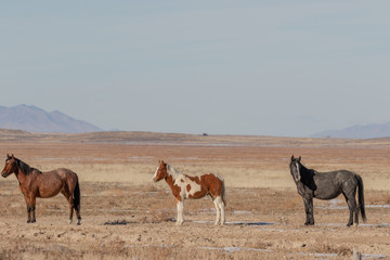 Wild Horses in Winter in the Utah Desert