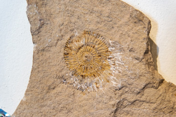 Fossilized impression of an ammonite on a piece of rock