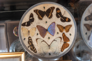 Collection insects with pins for entomology