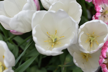 Naklejka na ściany i meble White Tulips