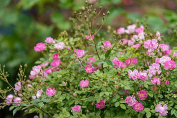 Pink miniature roses flowers wetted by rain