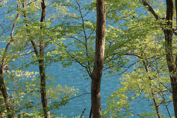 Fototapeta premium 新緑