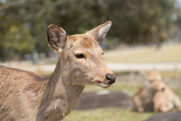 fawn or deer in the prairies of Tobihino in the city of Nara in Japan 8