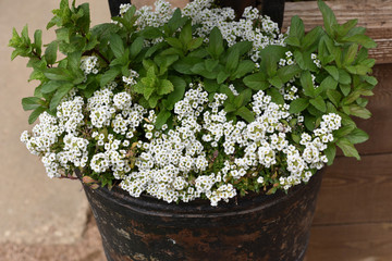 Alyssum