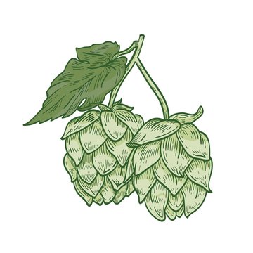 Detailed botanical drawing of green hop sprig with flower buds and leaves