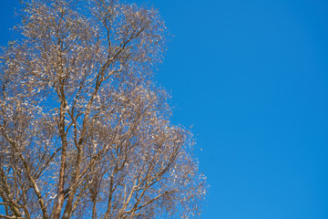 Tree and blue sky