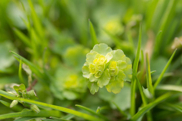ヤマネコノメソウ