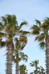 Obraz na płótnie Canvas Palm tree and sky
