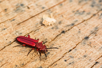 Red Flat Bark Beetle (Cucujus clavipes)