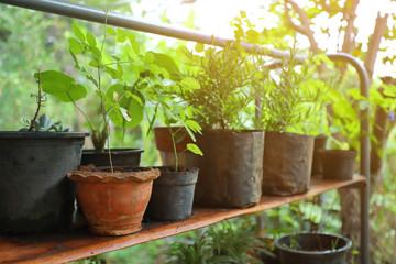plantation small tree in pot plant