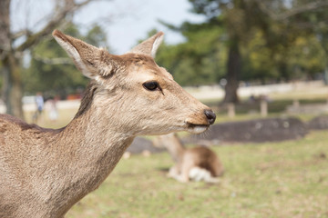 Obraz premium fawn or deer in the prairies of Tobihino in the city of Nara in Japan 12