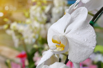beautiful white orchid flower with water dew drop on petal