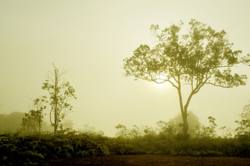 Fototapeta premium Natural mist landscape in the morning