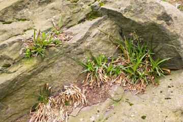 Grass and plants clawing its way past ancient stone in a former quarry