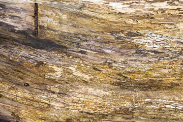 The grain from an old felled tree providing an intriguing background